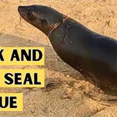 Quick and Easy Seal Rescue
