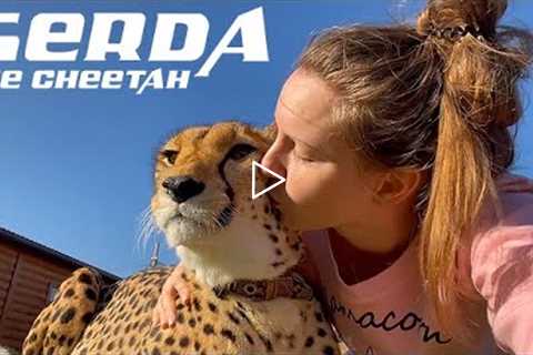 Gerda The Cheetah