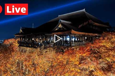 Japan LIVE - Shooting Star Autumn Illumination - Kyoto 1440p
