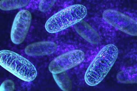 Worms Live Longer with Mitochondria Powered by Light: Preprint