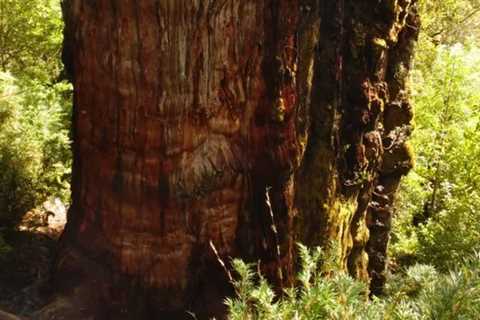 Famous ‘Great Grandfather’ Tree in Chile Could Be The Oldest Tree in The World
