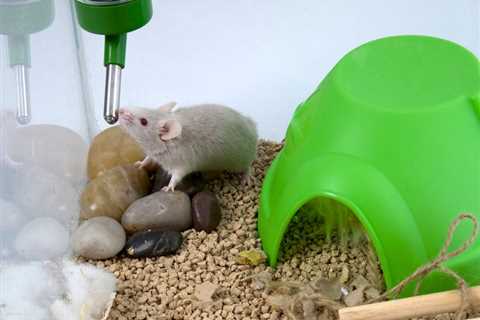 Feel-Good Neurons Steer Mice Toward Hydration-Boosting Liquids