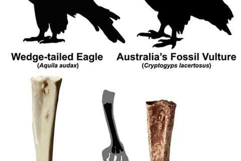 Ancient Fossil Fragment Revealed as The Only Vulture Ever Discovered in Australia