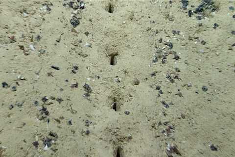 Scientists Are Perplexed by Mysterious Holes They Keep Finding on The Ocean Floor