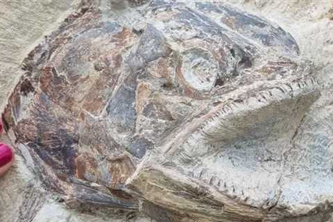 Amazing Prehistoric Fish Fossil Looks Like It’s ‘Leaping Out of The Rock’