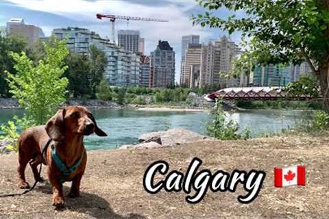 Mini dachshund on vacation | Calgary 🇨🇦