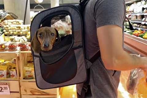 Mini dachshund goes grocery shopping