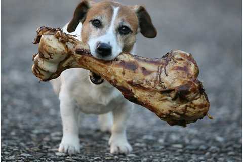 The Importance of Calcium for Your Dog's Health