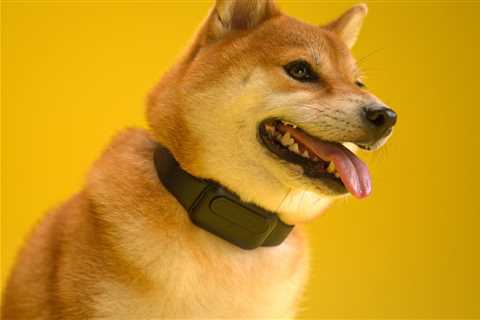 Introducing HushPuppy: The AI-Powered Dog Bark Collar