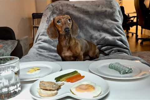 Mini dachshund''s holiday feast!