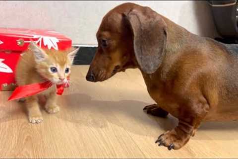 Mini dachshund get surprised a kitten on Christmas