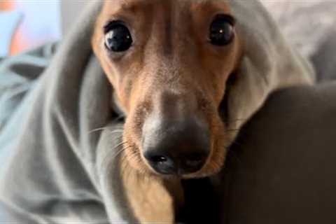 Mini dachshund takes a DNA test