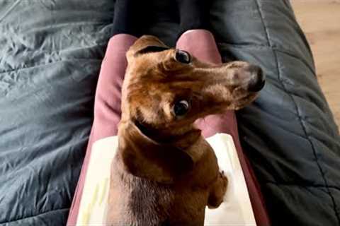 Trying to read with a mini dachshund