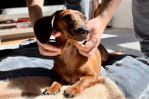 How to make a mini dachshund happy!