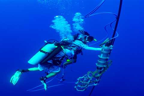 The way whales communicate is closer to human language than we realized