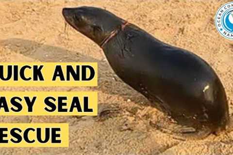 Quick and Easy Seal Rescue