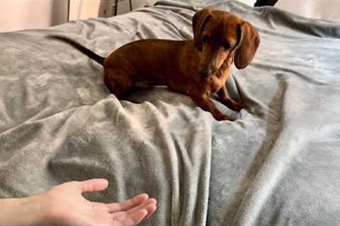 Mini dachshund gets tricked