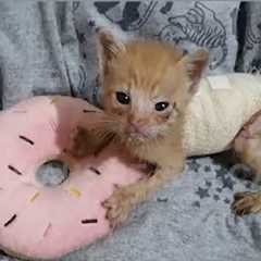 Does He Deserve to Live? Trembling and Lifeless Kitten Tearfully Begs For Help