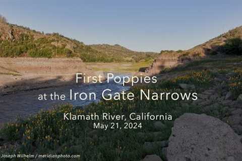 First Poppies at the Iron Gate Narrows, Klamath River, California, May 21, 2024.