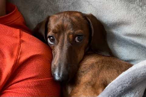 Mini dachshund enjoys a cozy, rainy weekend