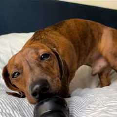 Mini dachshund tries to find his new toy!