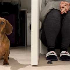 Mini dachshund plays hide and seek in the new apartment