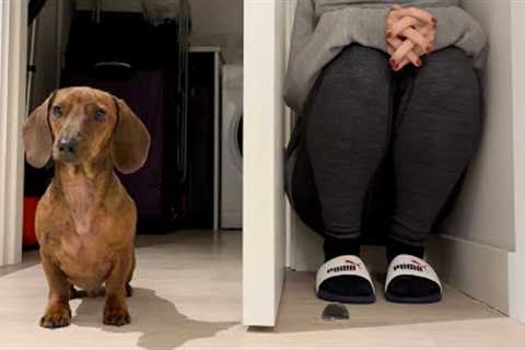 Mini dachshund plays hide and seek in the new apartment