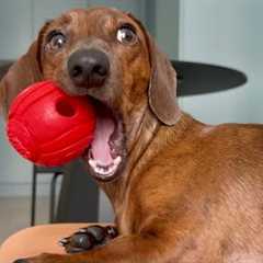 What things make a mini dachshund bark?