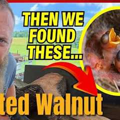 Sawing a Curved Walnut Log and Feeding Baby Birds?