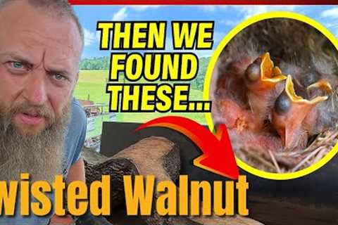 Sawing a Curved Walnut Log and Feeding Baby Birds?