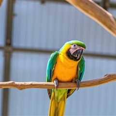 How Parrot Engages Users to Learn Spanish Faster Than Ever