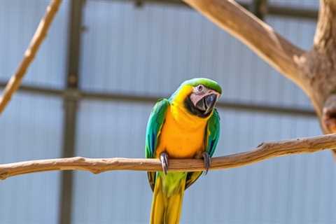 How Parrot Engages Users to Learn Spanish Faster Than Ever