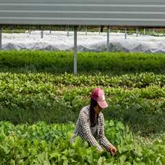 The Rise of Solar Energy in Nashville, Tennessee