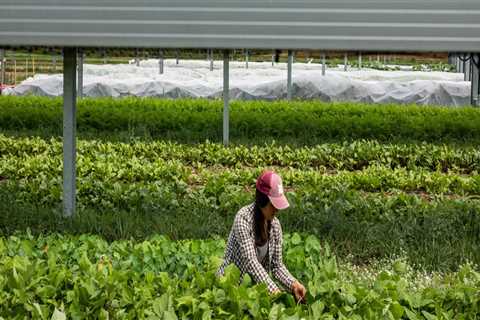 The Rise of Solar Energy in Nashville, Tennessee